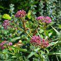 Asclepias incarnata (3)